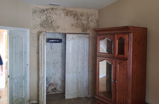 Mold Remediation