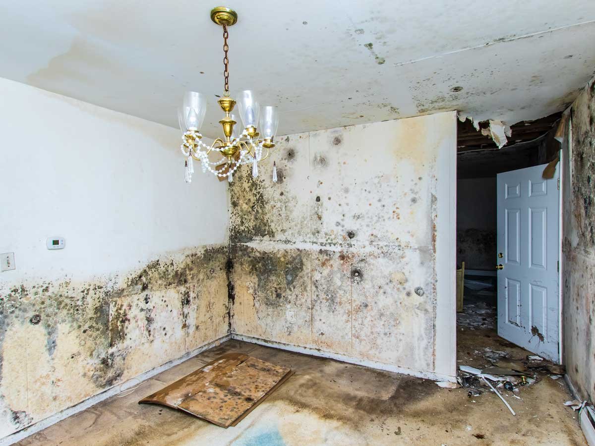 Water damage steps, West Palm Beach flood cleanup, Mold prevention, Emergency restoration, Edwards Property Remediation, Insurance claims, Florida water damage