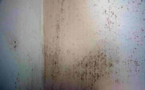 Mold remediation, Water damage Florida, Mold growth, West Palm Beach mold removal, Emergency water damage repair, Mold prevention, Edwards Property Remediation