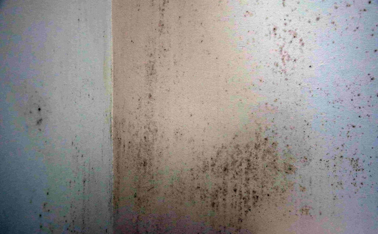 Mold can grow within 24–48 hours in Florida’s humidity. Learn how fast mold spreads after water damage and how Edwards Property Remediation can stop it. Call (754) 221-6945! Mold remediation, Water damage Florida, Mold growth, West Palm Beach mold removal, Emergency water damage repair, Mold prevention, Edwards Property Remediation