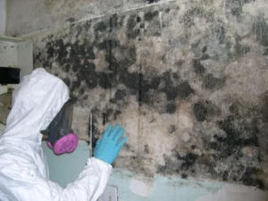 Mold remediation, Water damage Florida, Mold growth, West Palm Beach mold removal, Emergency water damage repair, Mold prevention, Edwards Property Remediation