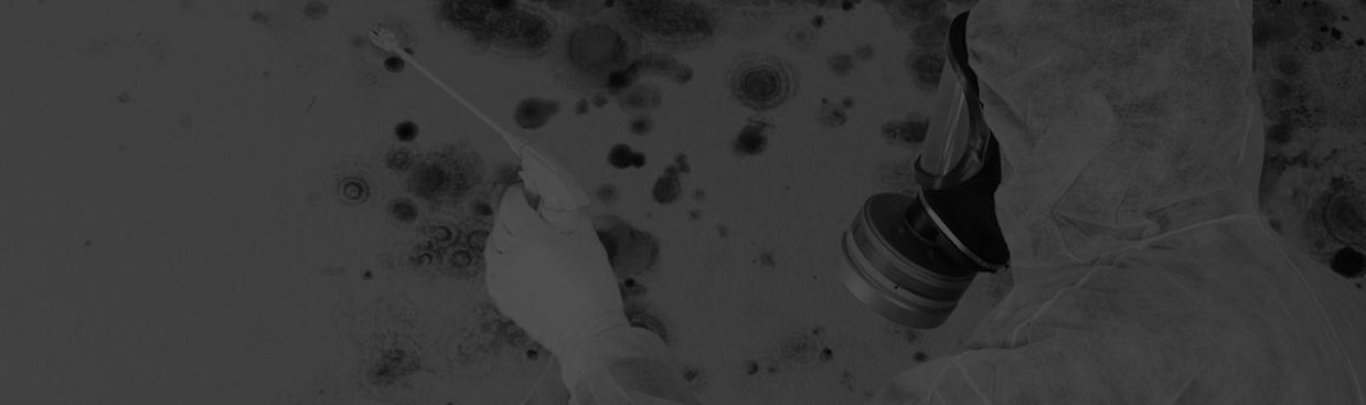 Mold Remediation