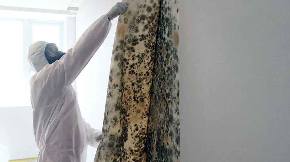 landlord mold responsibilities, EPR LLC, Florida mold laws, mold remediation, tenant safety, property compliance, mold prevention