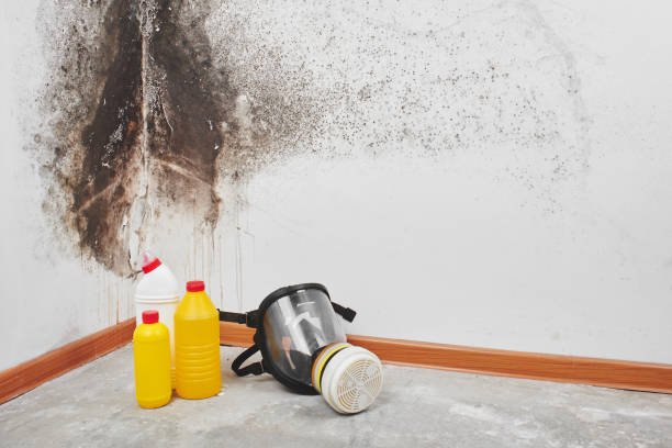 The Difference Between Mold Removal and Mold Remediation
