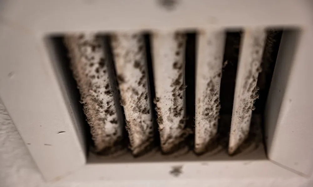 How Mold Spores Travel Through Your Home’s HVAC System